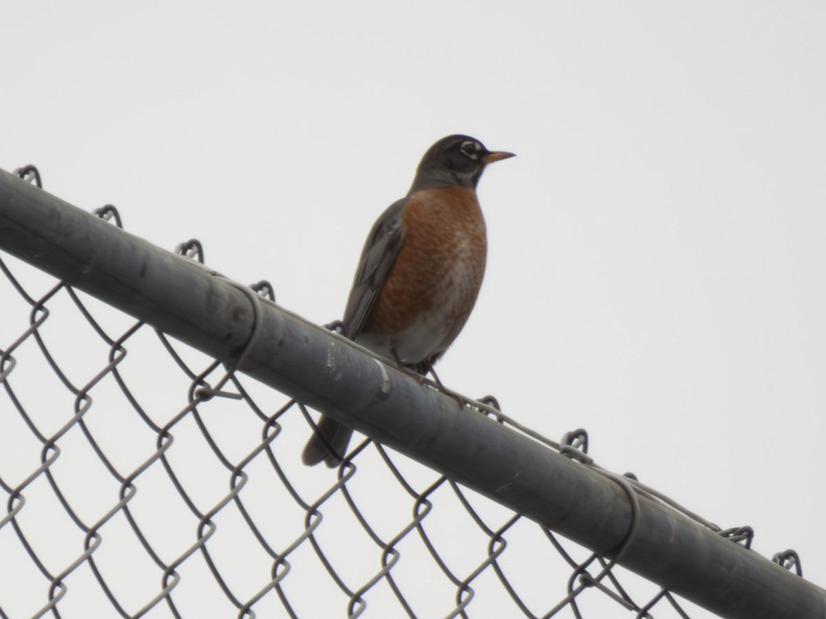 American Robin - ML614394835