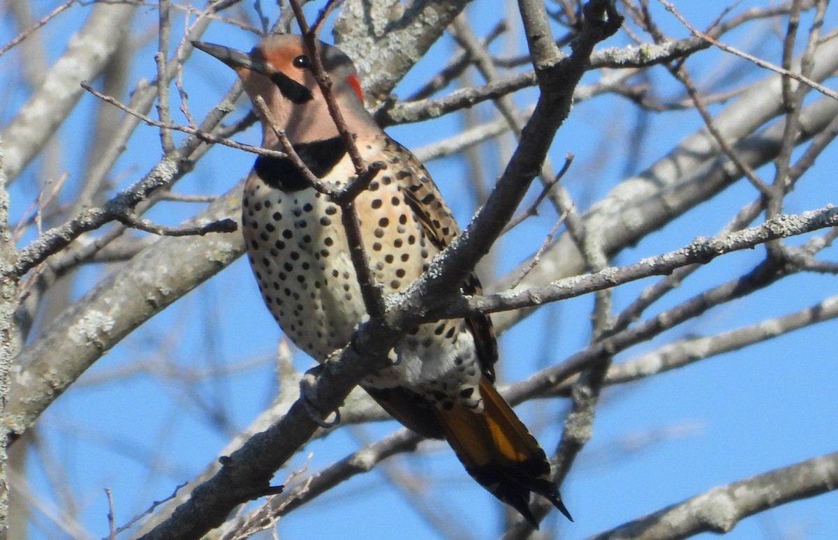 Northern Flicker - Brent Daggett