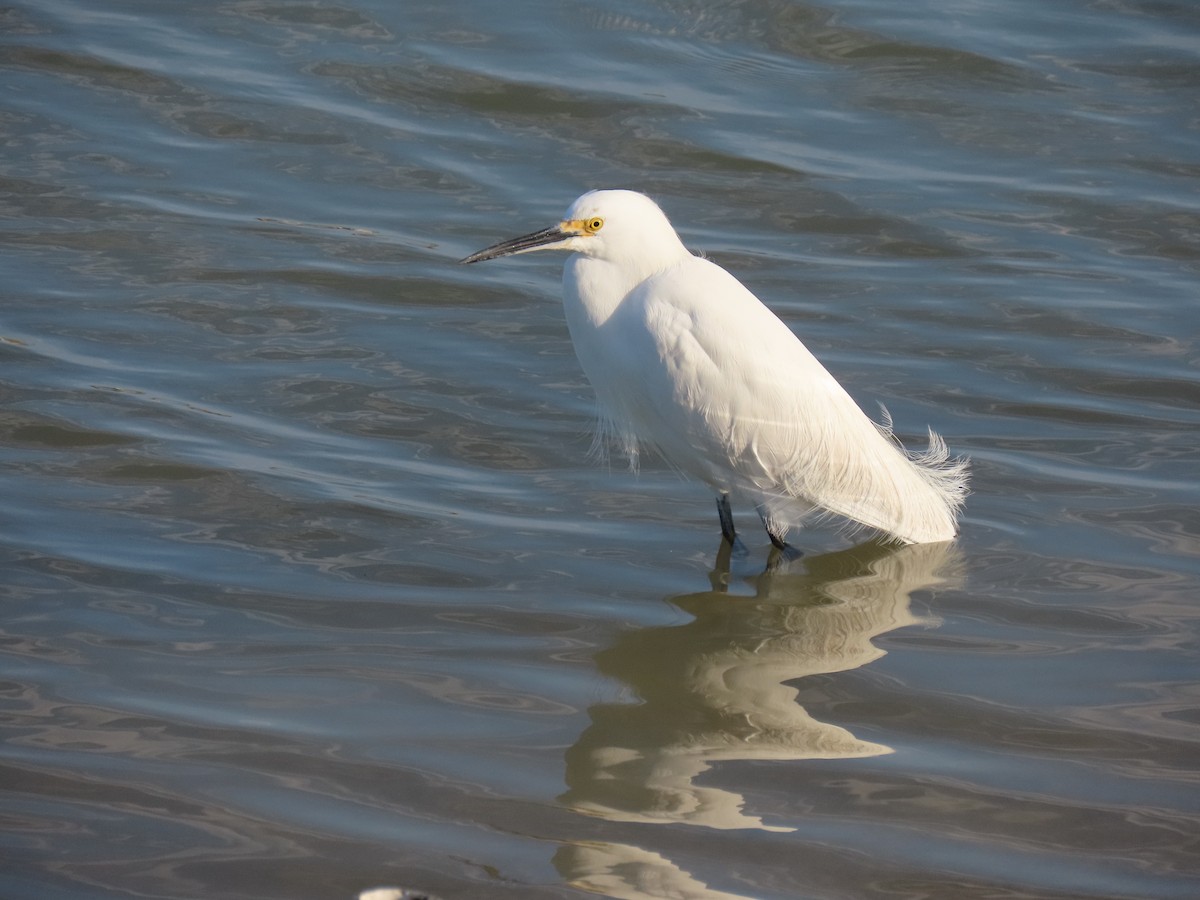 Snowy Egret - ML614394851