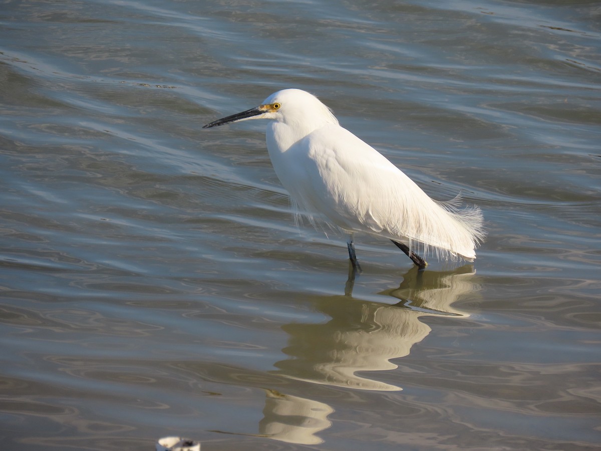 Snowy Egret - ML614394852