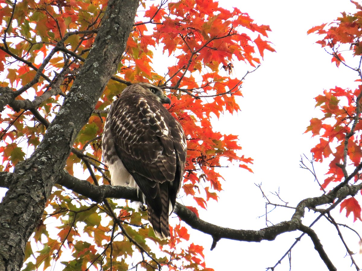 Red-tailed Hawk - Weston Garvin