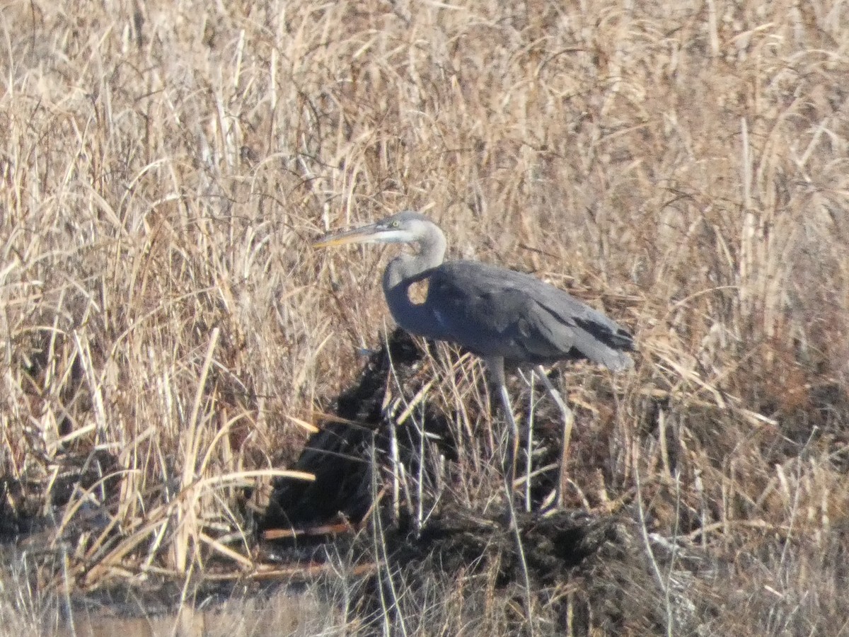 Great Blue Heron - ML614394882