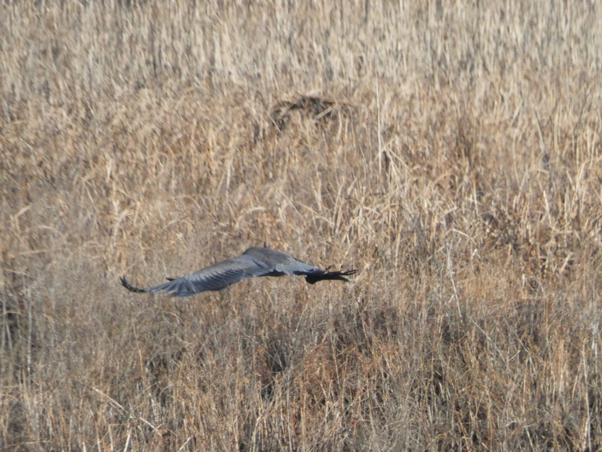 Great Blue Heron - ML614394883