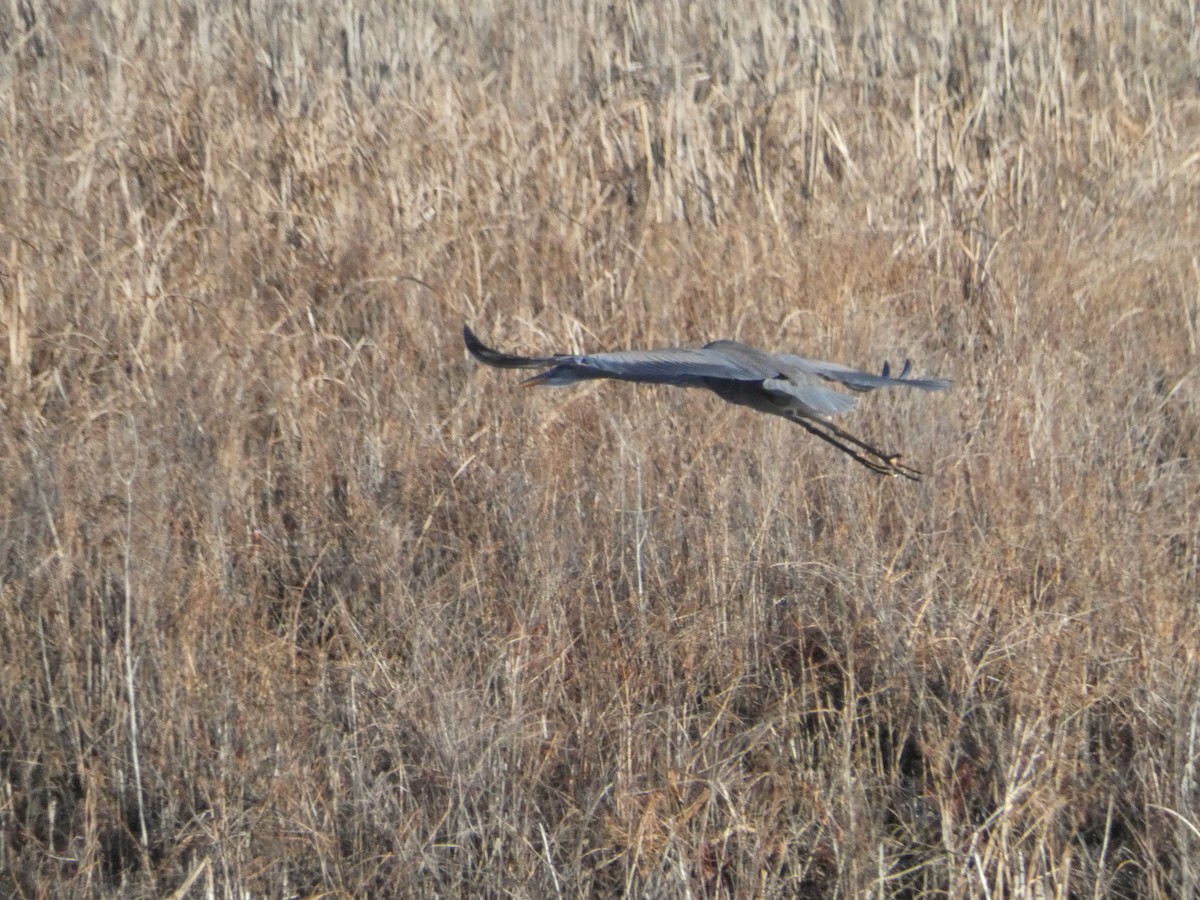 Great Blue Heron - ML614394884