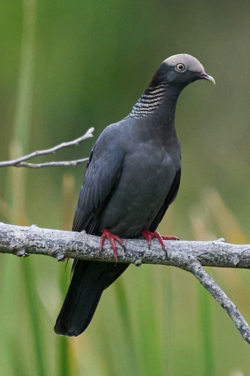 Pigeon à couronne blanche - ML614395002