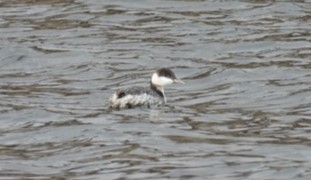 Horned Grebe - ML614395060