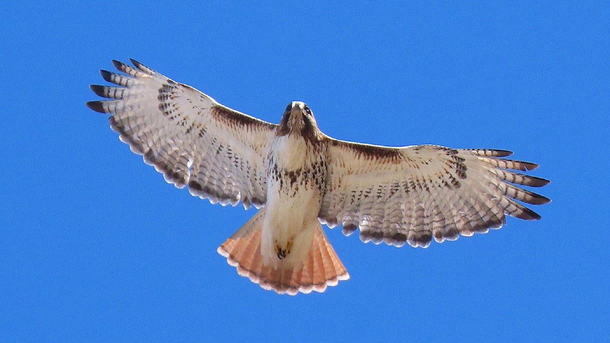 Red-tailed Hawk - ML614395085