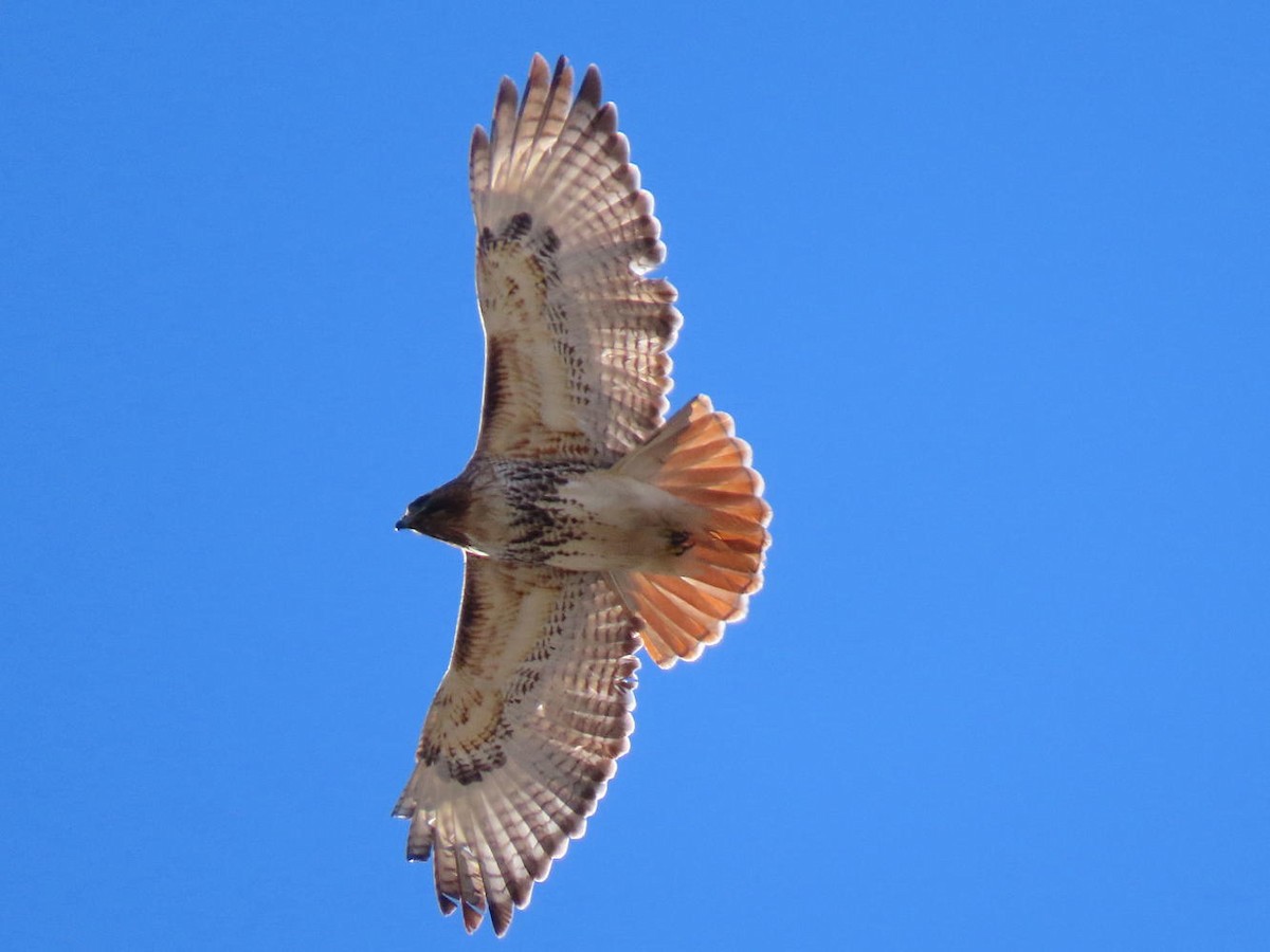 Red-tailed Hawk - ML614395086
