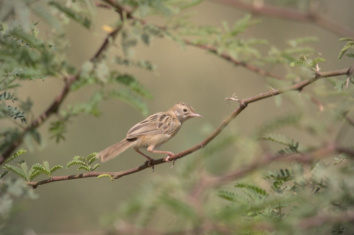 Zitting Cisticola - ML614395096