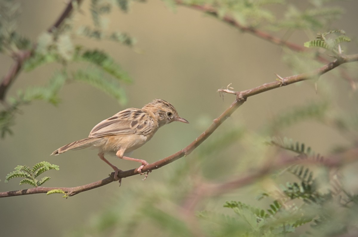 Zitting Cisticola - Augusto Faustino