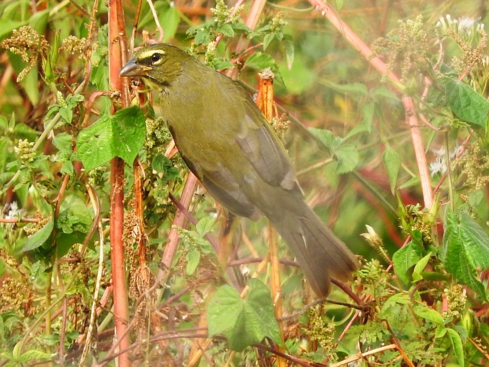 Olive-gray Saltator - ML614395142