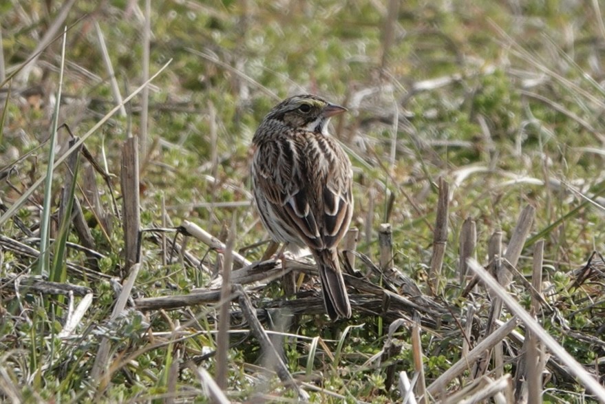 Savannah Sparrow - ML614395143