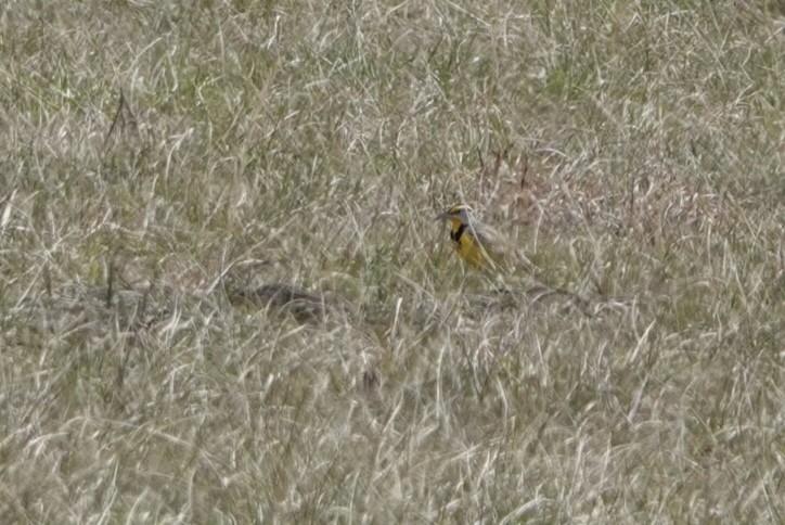 Eastern Meadowlark - ML614395155