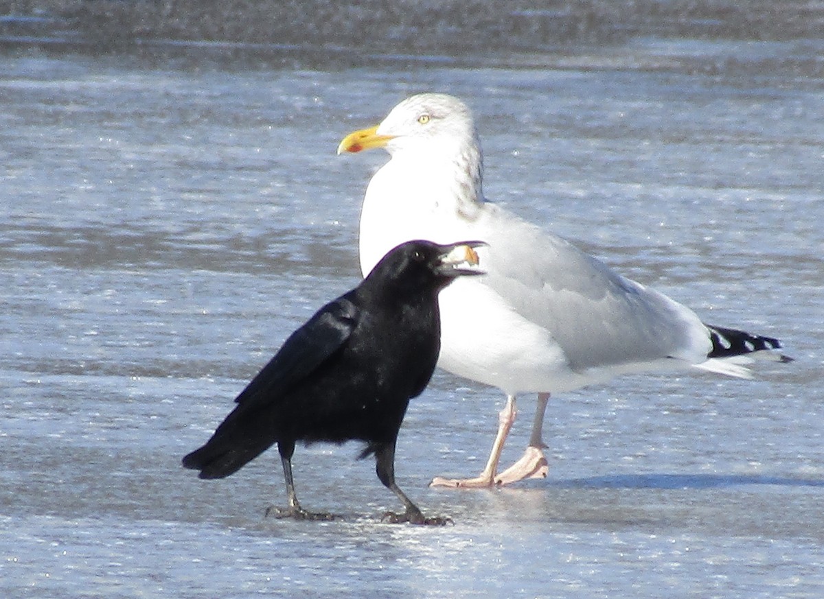 American Crow - ML614395267