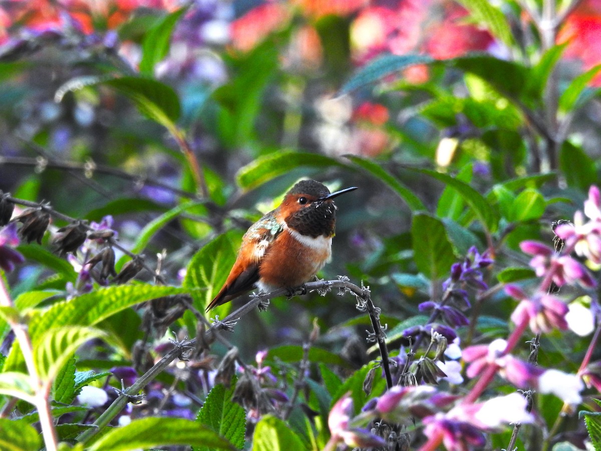 Allen's Hummingbird - ML614395271