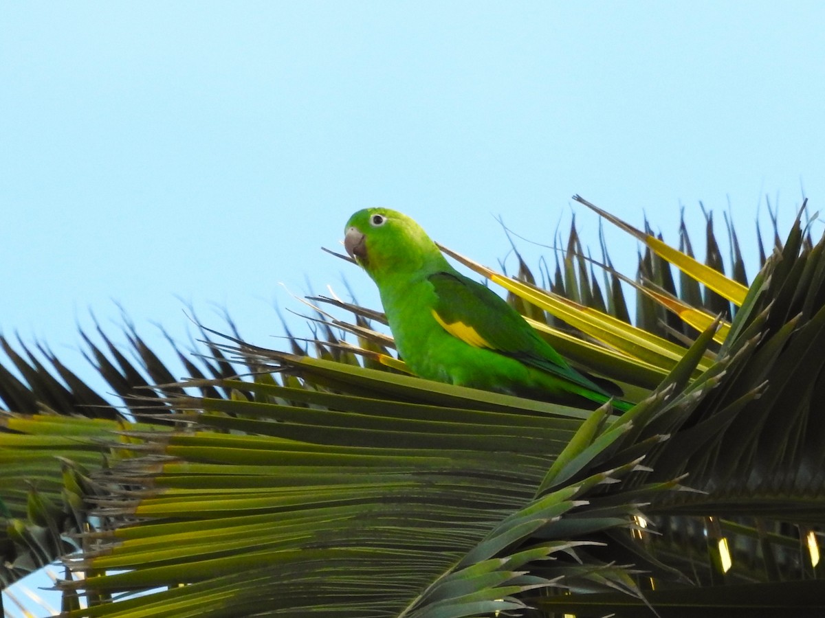 Yellow-chevroned Parakeet - ML614395294