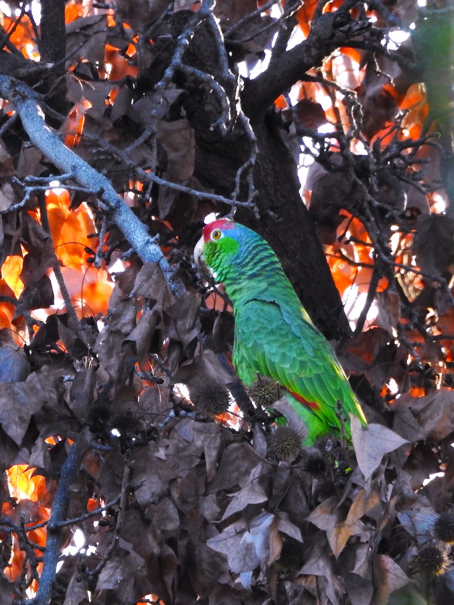 Red-crowned Amazon - ML614395300