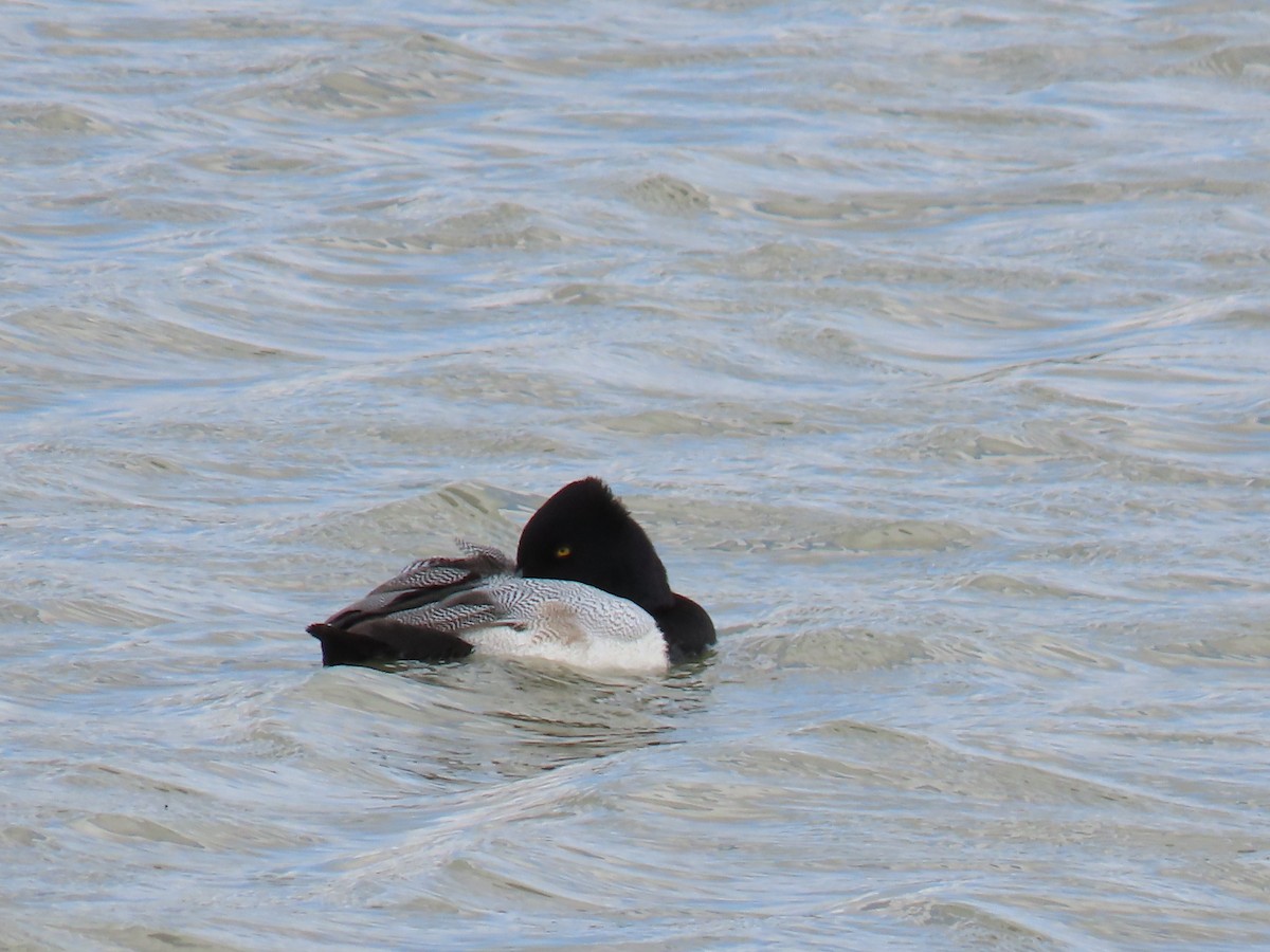 Lesser Scaup - ML614395304