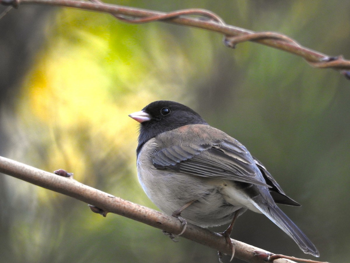 Dark-eyed Junco - ML614395314