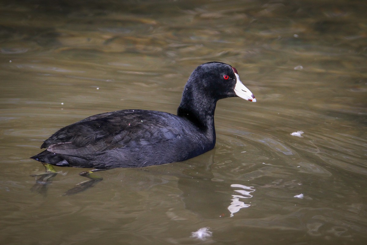 American Coot - Denise Hargrove