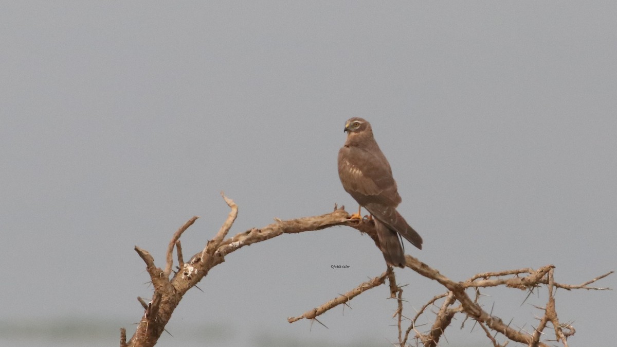 Montagu's Harrier - ML614395355