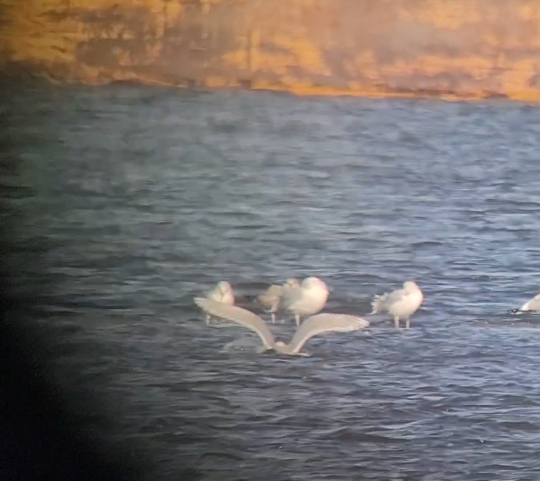 Iceland Gull (kumlieni) - Ryan Jones