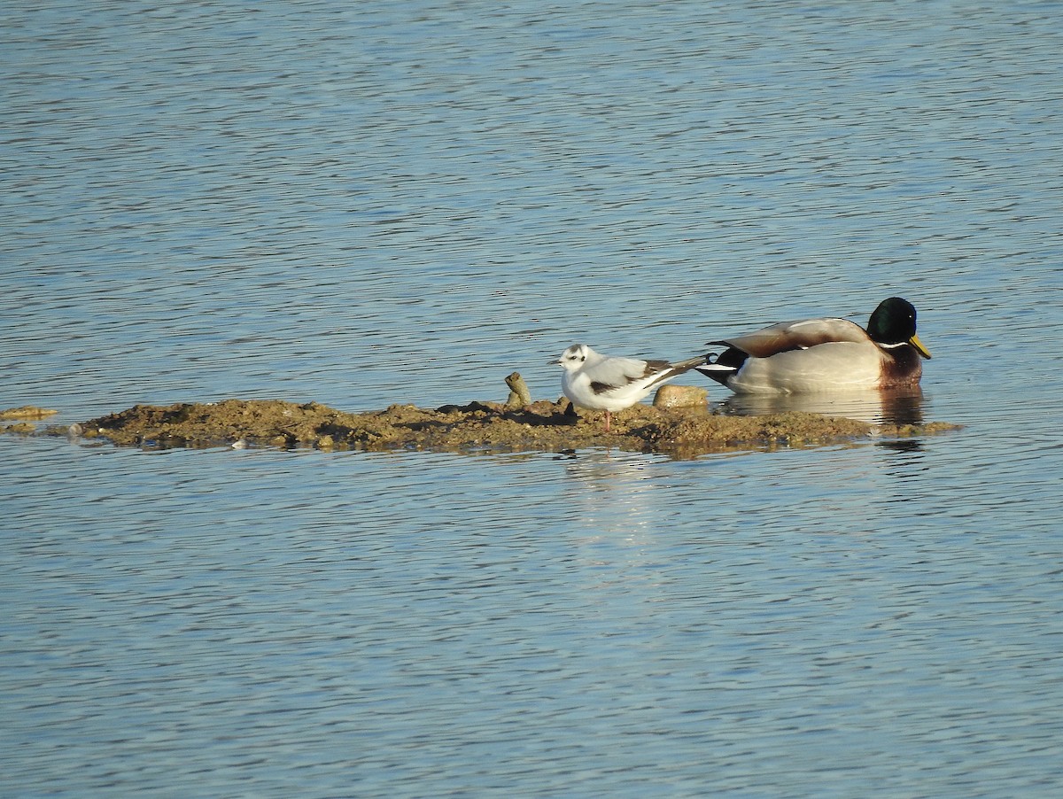 Little Gull - ML614395381