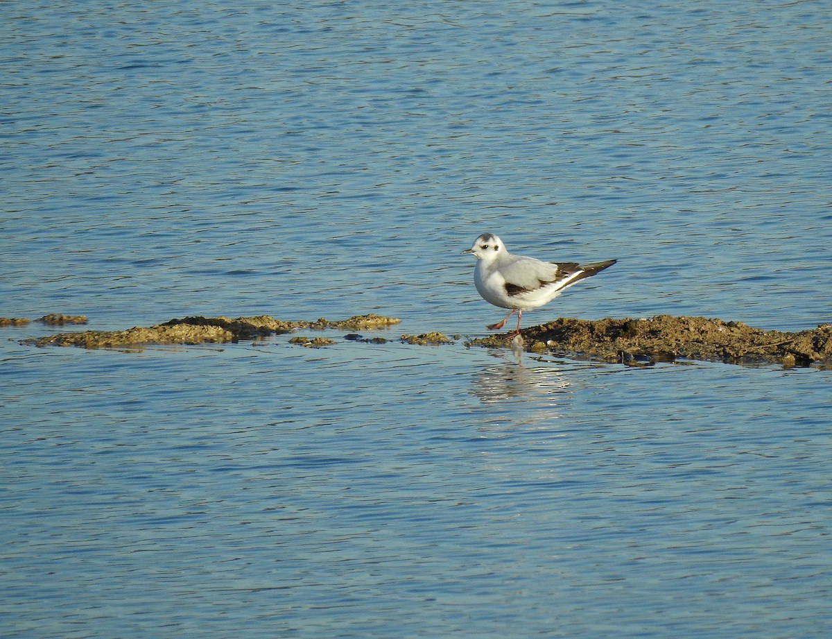 Little Gull - ML614395383