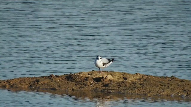 Gaviota Enana - ML614395385