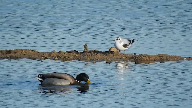 Gaviota Enana - ML614395387