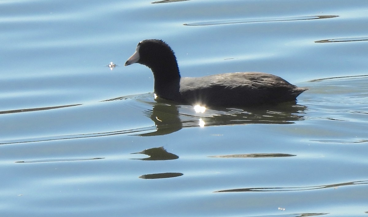 American Coot - ML614395391