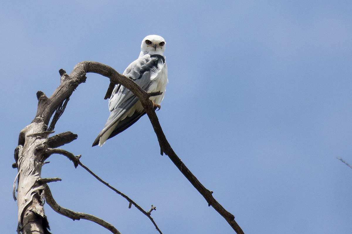 White-tailed Kite - ML614395410