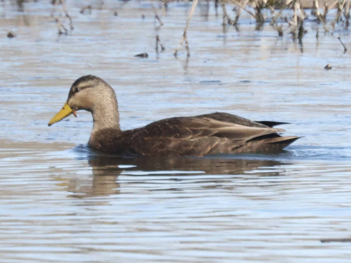 American Black Duck - ML614395424