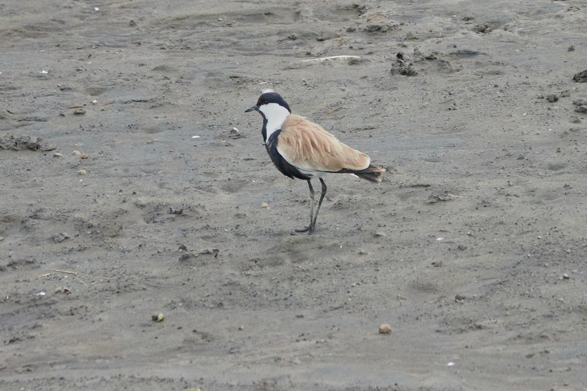 Spur-winged Lapwing - ML614395437