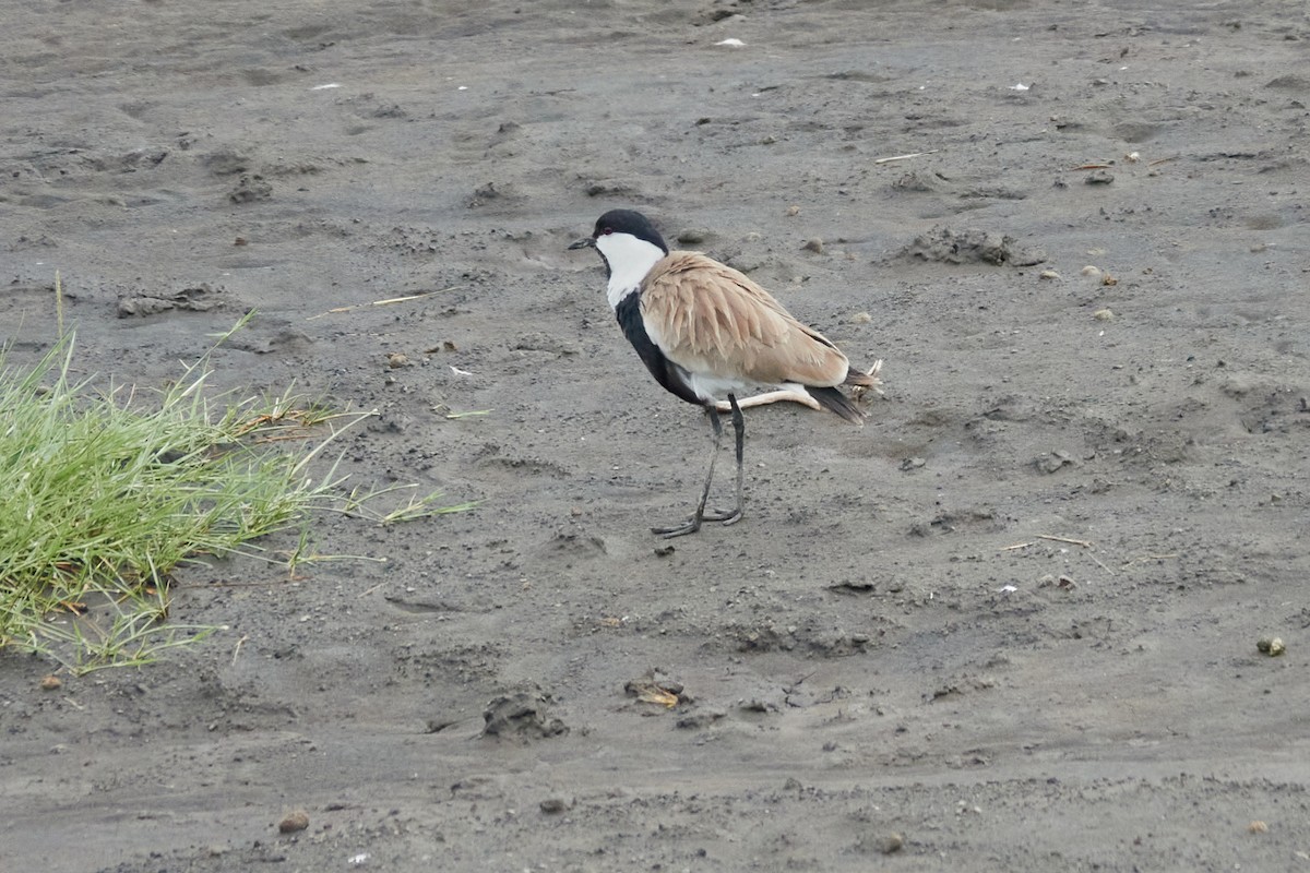 Spur-winged Lapwing - ML614395438