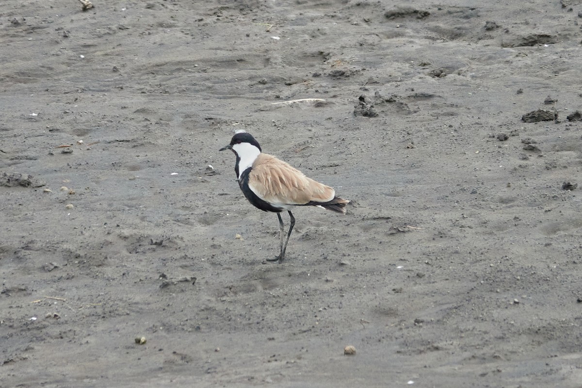 Spur-winged Lapwing - ML614395439
