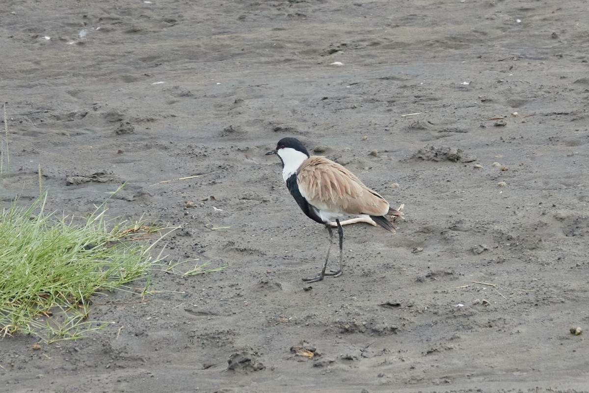 Spur-winged Lapwing - ML614395440