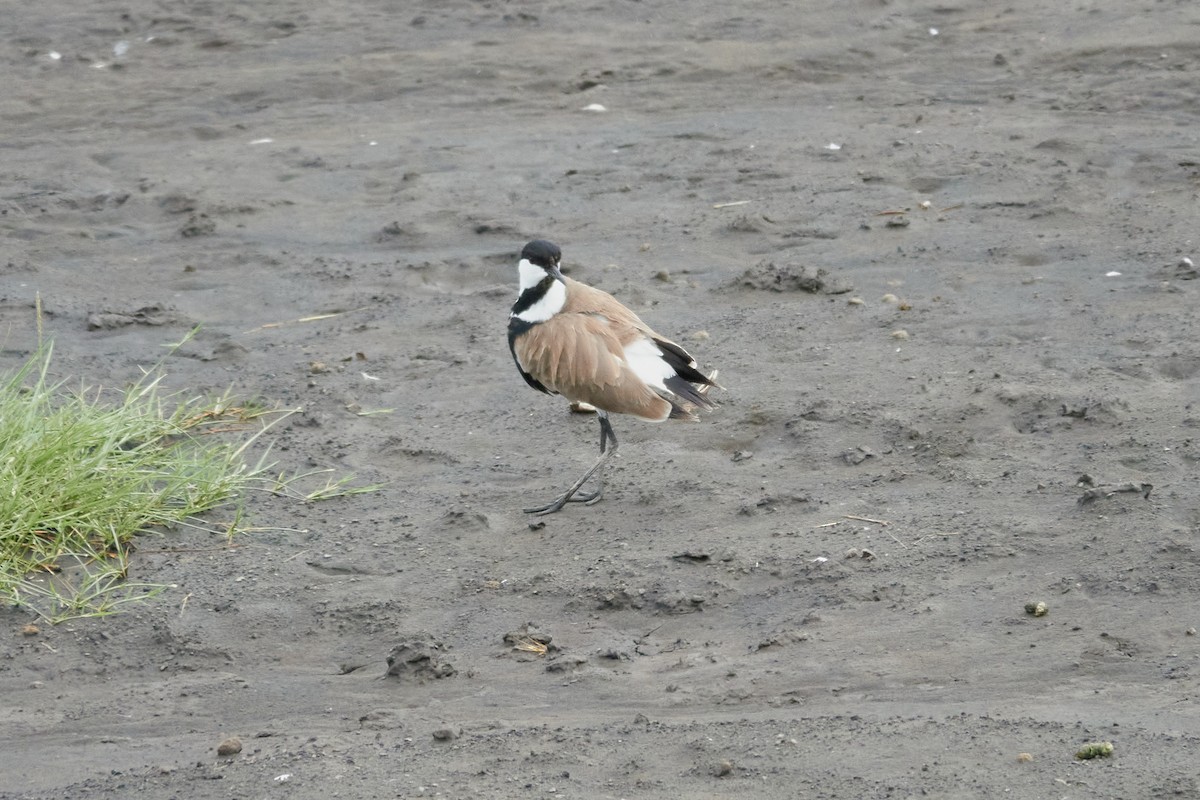 Spur-winged Lapwing - ML614395441