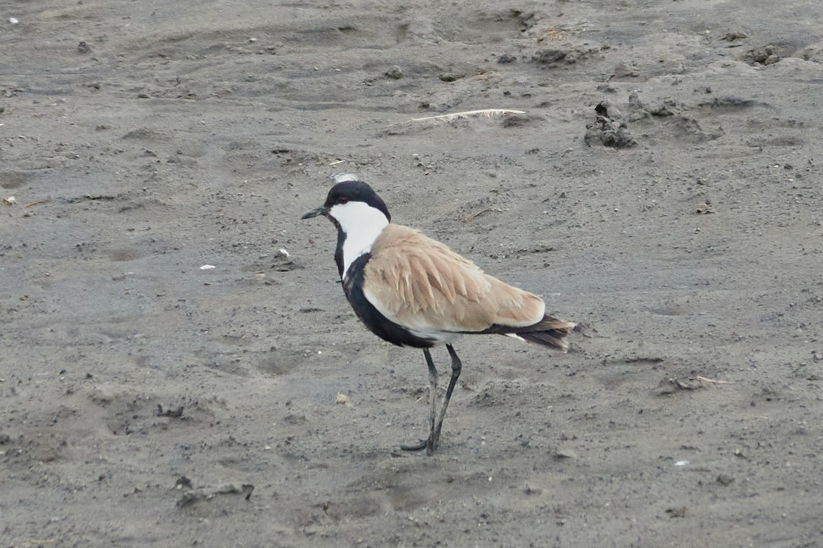 Spur-winged Lapwing - ML614395442