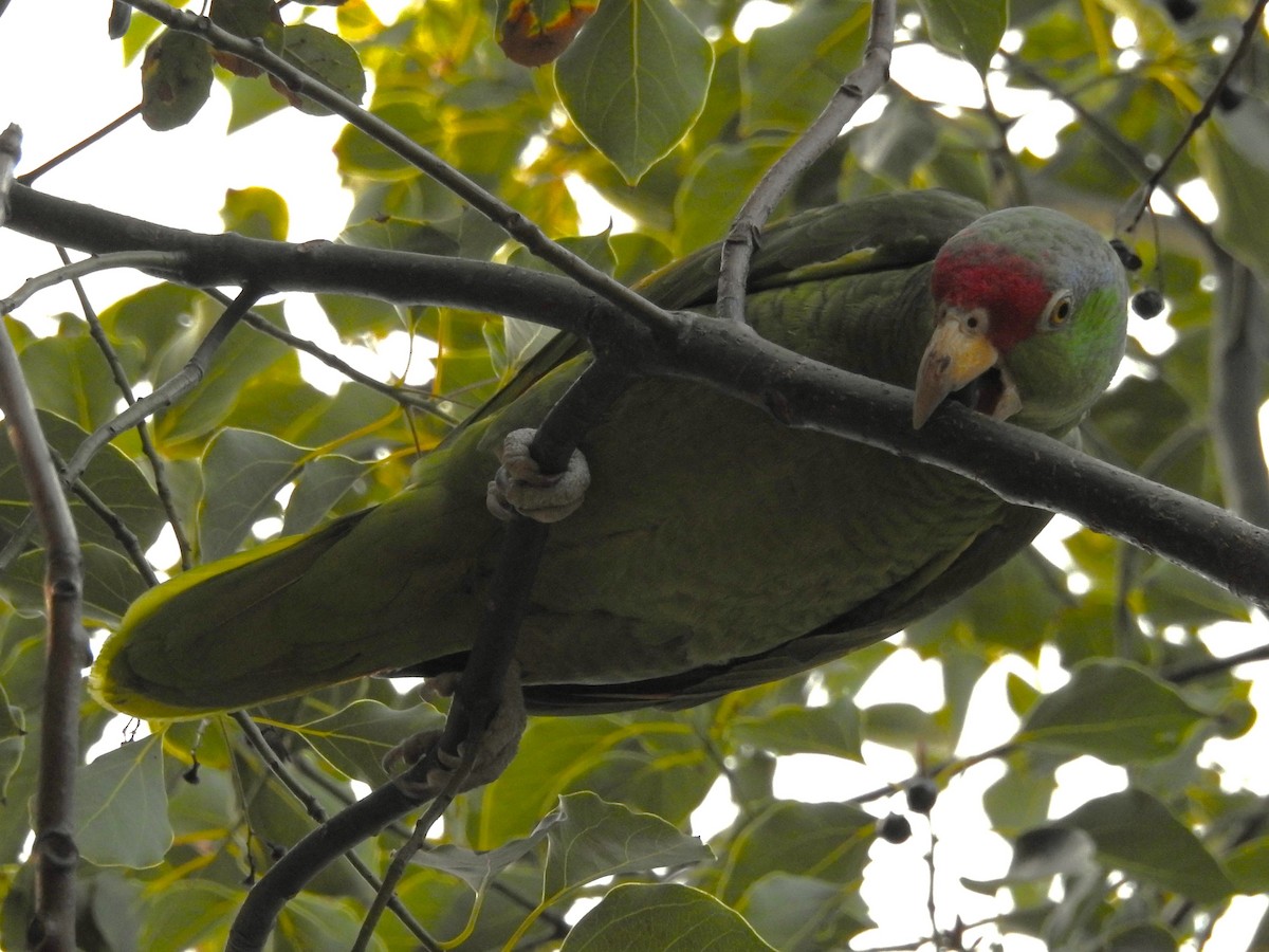 Lilac-crowned Amazon - ML614395460