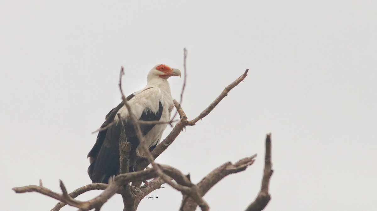 Palm-nut Vulture - ML614395472