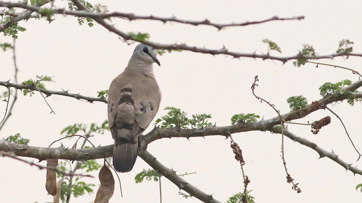 Black-billed Wood-Dove - ML614395486