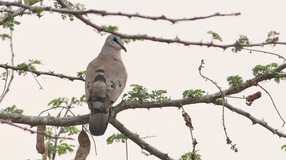 Black-billed Wood-Dove - ML614395486