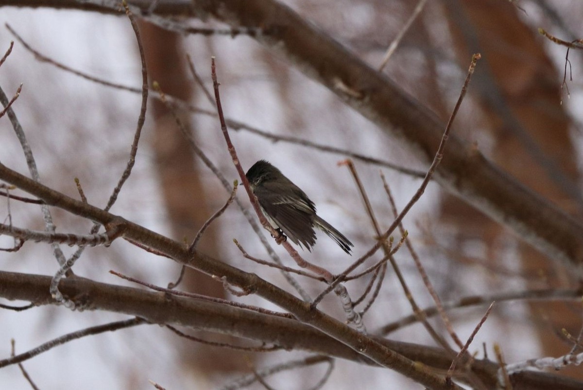 Eastern Phoebe - Newfoundland & Labrador Bird Records