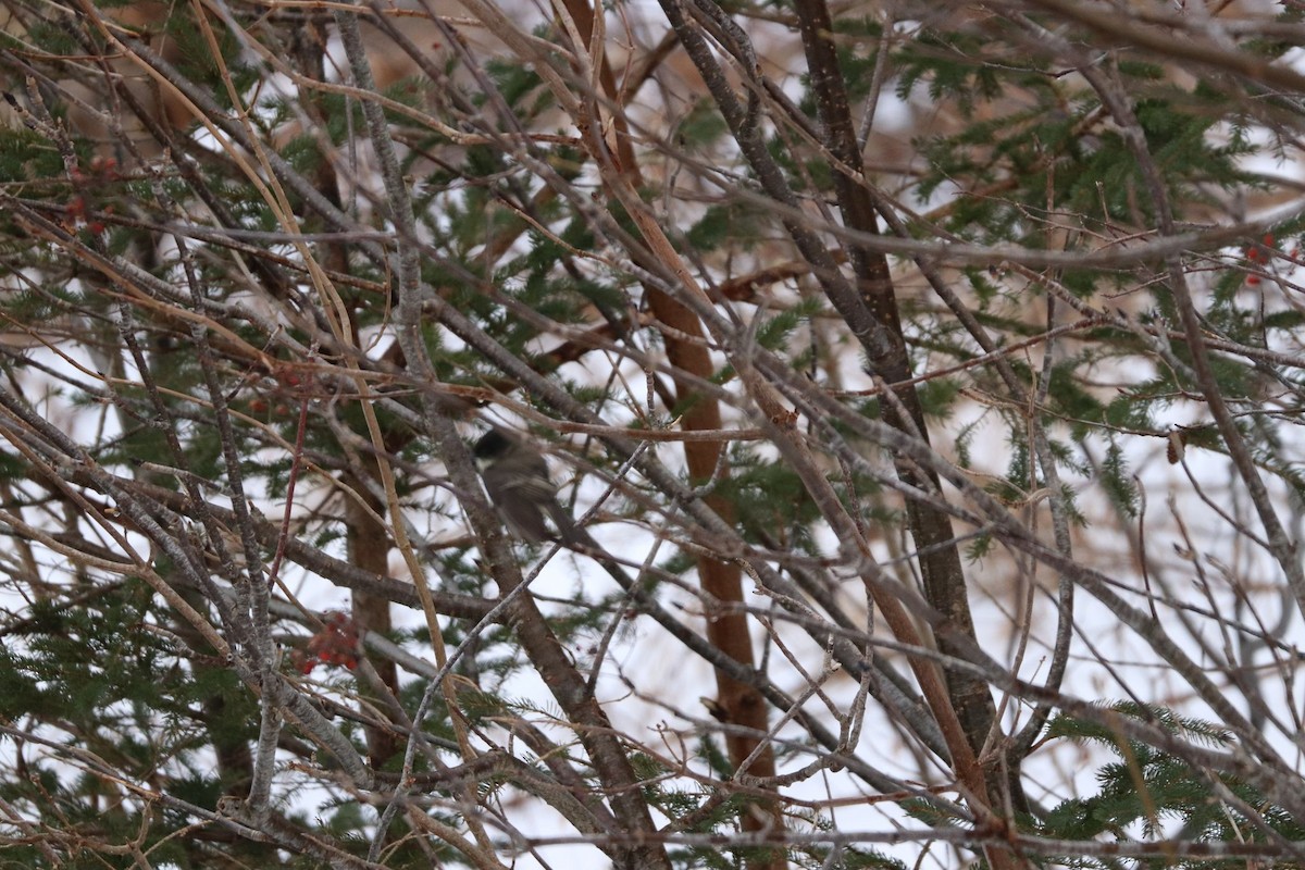 Eastern Phoebe - ML614395493