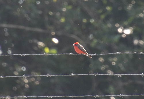 Vermilion Flycatcher - ML614395508