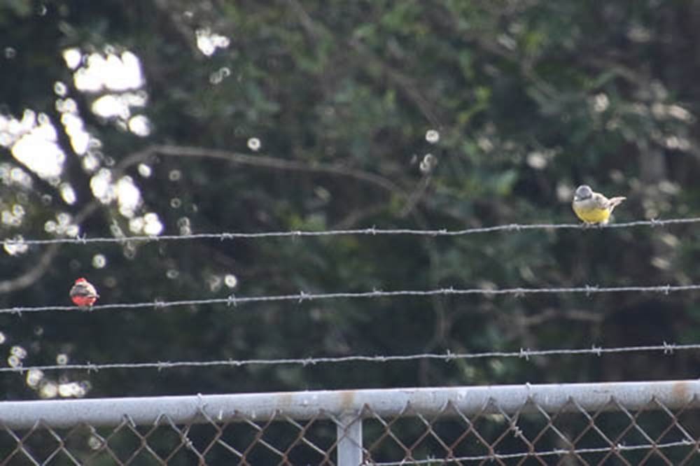 Tropical Kingbird - ML614395531