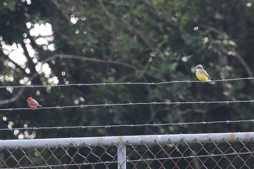 Tropical Kingbird - ML614395532