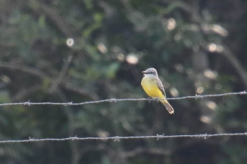 Tropical Kingbird - ML614395533