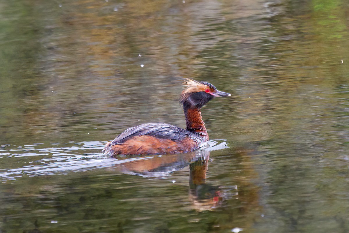 Horned Grebe - Manuel Fernandez-Bermejo